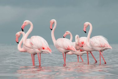 Afrika vahşi kuşları. Gökyüzüne karşı mavi gölde büyük bir flamingo sürüsü