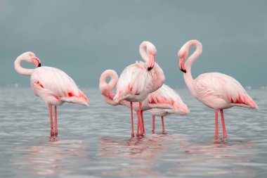 Afrika vahşi kuşları. Gökyüzüne karşı mavi gölde büyük bir flamingo sürüsü