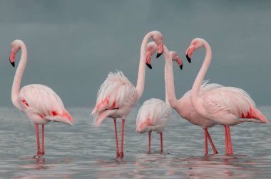 Afrika vahşi kuşları. Gökyüzüne karşı mavi gölde büyük bir flamingo sürüsü