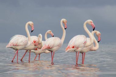 Afrika vahşi kuşları. Gökyüzüne karşı mavi gölde büyük bir flamingo sürüsü