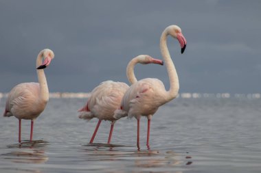 Afrika vahşi kuşları. Gökyüzüne karşı mavi gölde büyük bir flamingo sürüsü