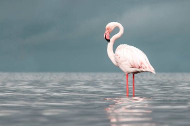 Afrika vahşi kuşları. Yalnız büyük flamingo Sabah mavi gölde