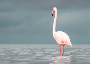 Afrika vahşi kuşları. Yalnız büyük flamingo Sabah mavi gölde