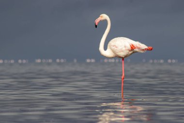 Vahşi Afrika kuşları. Mavi bir gölde parlak bir arka planda tek başına büyük bir Afrika flamingosu