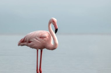 Vahşi Afrika kuşları. Mavi bir gölde parlak bir arka planda tek başına büyük bir Afrika flamingosu