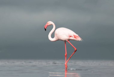 Afrika vahşi kuşları. Yalnız büyük flamingo Sabah mavi gölde