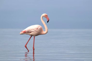 Vahşi Afrika kuşları. Mavi bir gölde parlak bir arka planda tek başına büyük bir Afrika flamingosu