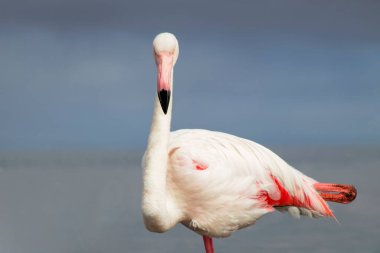 Mavi gökyüzüne karşı büyük bir flamingonun yakın çekimi.