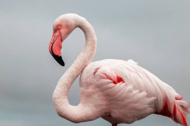 Mavi gökyüzüne karşı büyük bir flamingonun yakın çekimi.