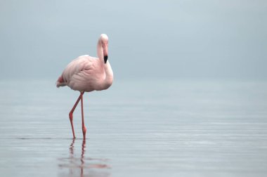 Vahşi Afrika kuşları. Mavi bir gölde parlak bir arka planda tek başına büyük bir Afrika flamingosu