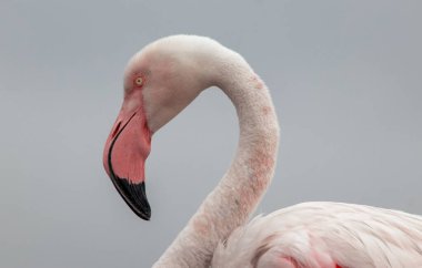 Mavi gökyüzüne karşı büyük bir flamingonun yakın çekimi.