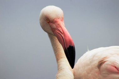 Mavi gökyüzüne karşı büyük bir flamingonun yakın çekimi.