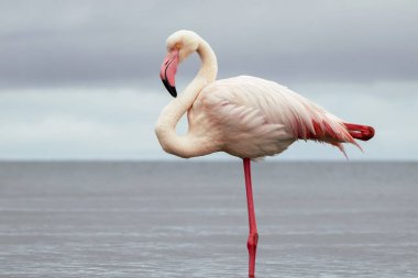 Vahşi Afrika kuşları. Mavi bir gölde parlak bir arka planda tek başına büyük bir Afrika flamingosu
