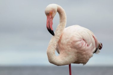 Vahşi Afrika Kuşları. Bulanık mavi arka planda büyük bir flamingoya yakın çekim