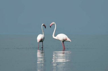 Afrika vahşi kuşları. Sabah mavi gölde iki büyük flamingo.