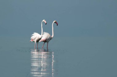 Afrika vahşi kuşları. Sabah mavi gölde iki büyük flamingo.