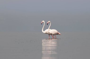 Afrika vahşi kuşları. Sabah mavi gölde iki büyük flamingo.
