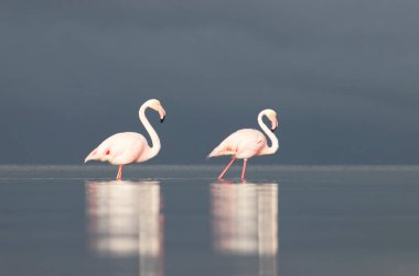 Afrika vahşi kuşları. Sabah mavi gölde iki büyük flamingo.