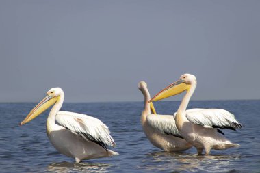 Vahşi Afrika kuşları. Büyük bir pelikan sürüsü mavi bir gölde Parlak gökyüzüne karşı
