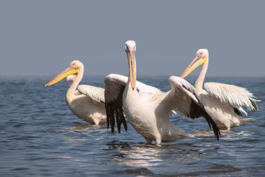 Vahşi Afrika kuşları. Büyük bir pelikan sürüsü mavi bir gölde Parlak gökyüzüne karşı