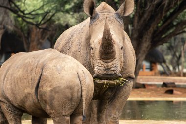 Wild african animals. Portrait of a  white Rhino grazing in a National park clipart