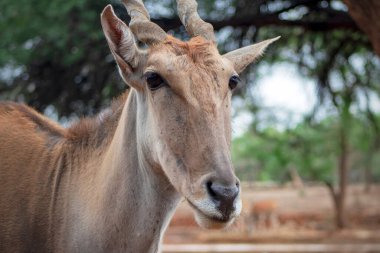 Vahşi yaşam hayvanları. Ulusal park Namibya 'da Eland antilobu