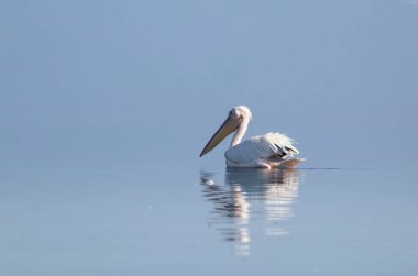 Afrika vahşi kuşları. Güneşli bir günde mavi bir gölde yalnız beyaz bir pelikan.