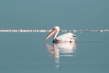Afrika vahşi kuşları. Güneşli bir günde mavi bir gölde yalnız beyaz bir pelikan.