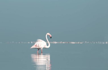 Afrika vahşi kuşları. Yalnız büyük flamingo Sabah mavi gölde