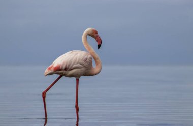 Vahşi Afrika kuşu. Pembe Afrikalı flamingo güneşli bir günde mavi gölde