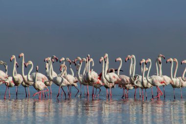 Afrika vahşi kuşları. Gökyüzüne karşı mavi gölde büyük bir flamingo sürüsü