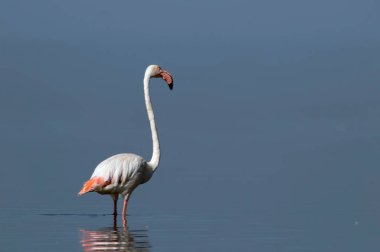 Afrika vahşi kuşları. Yalnız büyük flamingo Sabah mavi gölde