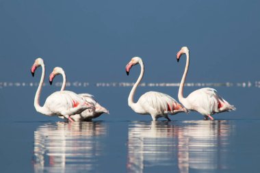 Afrika vahşi kuşları. Gökyüzüne karşı mavi gölde büyük bir flamingo sürüsü