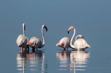 Afrika vahşi kuşları. Gökyüzüne karşı mavi gölde büyük bir flamingo sürüsü