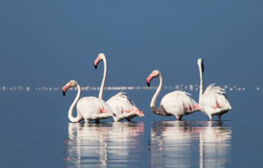 Afrika vahşi kuşları. Gökyüzüne karşı mavi gölde büyük bir flamingo sürüsü