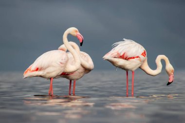 Afrika vahşi kuşları. Gökyüzüne karşı mavi gölde büyük bir flamingo sürüsü