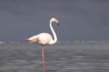 Vahşi Afrika kuşları. Mavi bir gölde parlak bir arka planda tek başına büyük bir Afrika flamingosu