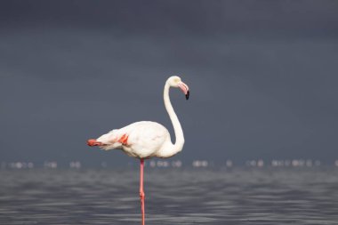 Vahşi Afrika kuşları. Mavi bir gölde parlak bir arka planda tek başına büyük bir Afrika flamingosu