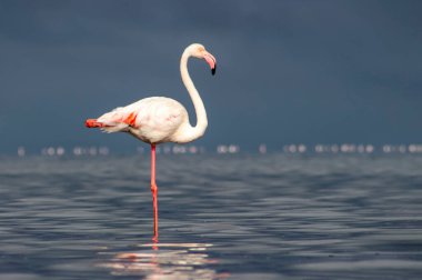 Vahşi Afrika kuşları. Mavi bir gölde parlak bir arka planda tek başına büyük bir Afrika flamingosu