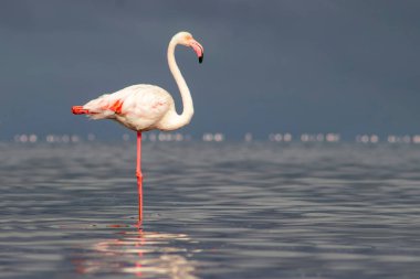 Vahşi Afrika kuşları. Mavi bir gölde parlak bir arka planda tek başına büyük bir Afrika flamingosu