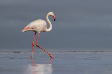 Afrika vahşi kuşları. Yalnız büyük flamingo Sabah mavi gölde