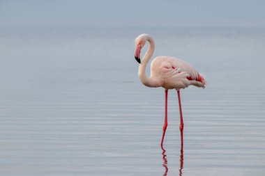 Vahşi Afrika kuşları. Mavi bir gölde parlak bir arka planda tek başına büyük bir Afrika flamingosu