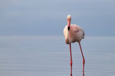 Vahşi Afrika kuşu. Pembe Afrikalı flamingo güneşli bir günde mavi gölde