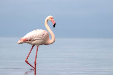 Vahşi Afrika kuşları. Mavi bir gölde parlak bir arka planda tek başına büyük bir Afrika flamingosu