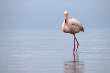 Vahşi Afrika kuşları. Mavi bir gölde parlak bir arka planda tek başına büyük bir Afrika flamingosu