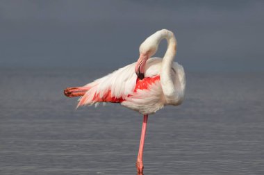 Vahşi Afrika kuşu. Pembe Afrikalı flamingo güneşli bir günde mavi gölde