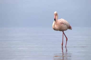 Vahşi Afrika kuşları. Mavi bir gölde parlak bir arka planda tek başına büyük bir Afrika flamingosu