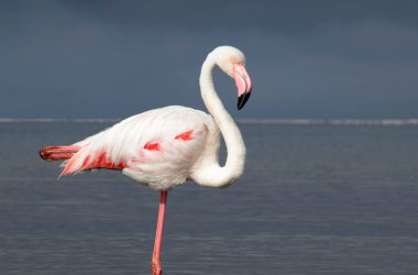 Vahşi Afrika kuşu. Pembe Afrikalı flamingo güneşli bir günde mavi gölde