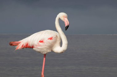 Vahşi Afrika kuşları. Mavi bir gölde parlak bir arka planda tek başına büyük bir Afrika flamingosu