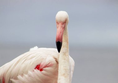 Vahşi Afrika Kuşları. Bulanık mavi arka planda büyük bir flamingoya yakın çekim